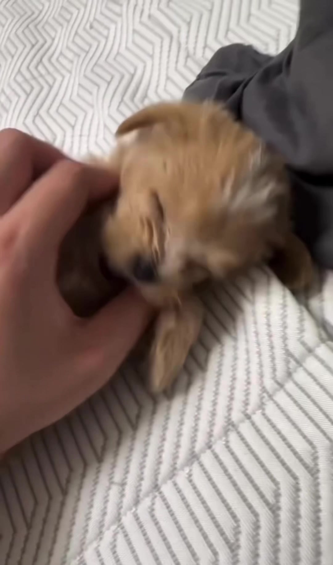 @PUPPIES25•COM