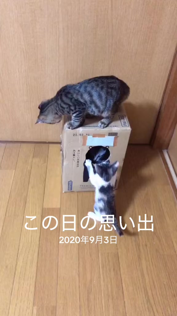 @♪♪ナォ♪♪