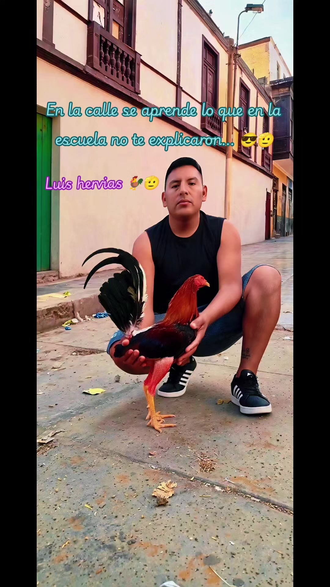 @GALLOS FINOS