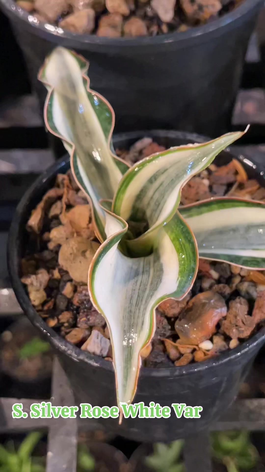 @The Sansevieria Farm