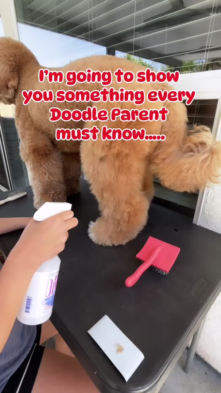 @DogGrooming101
