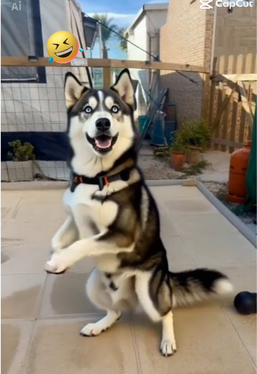 @HuskyShow
