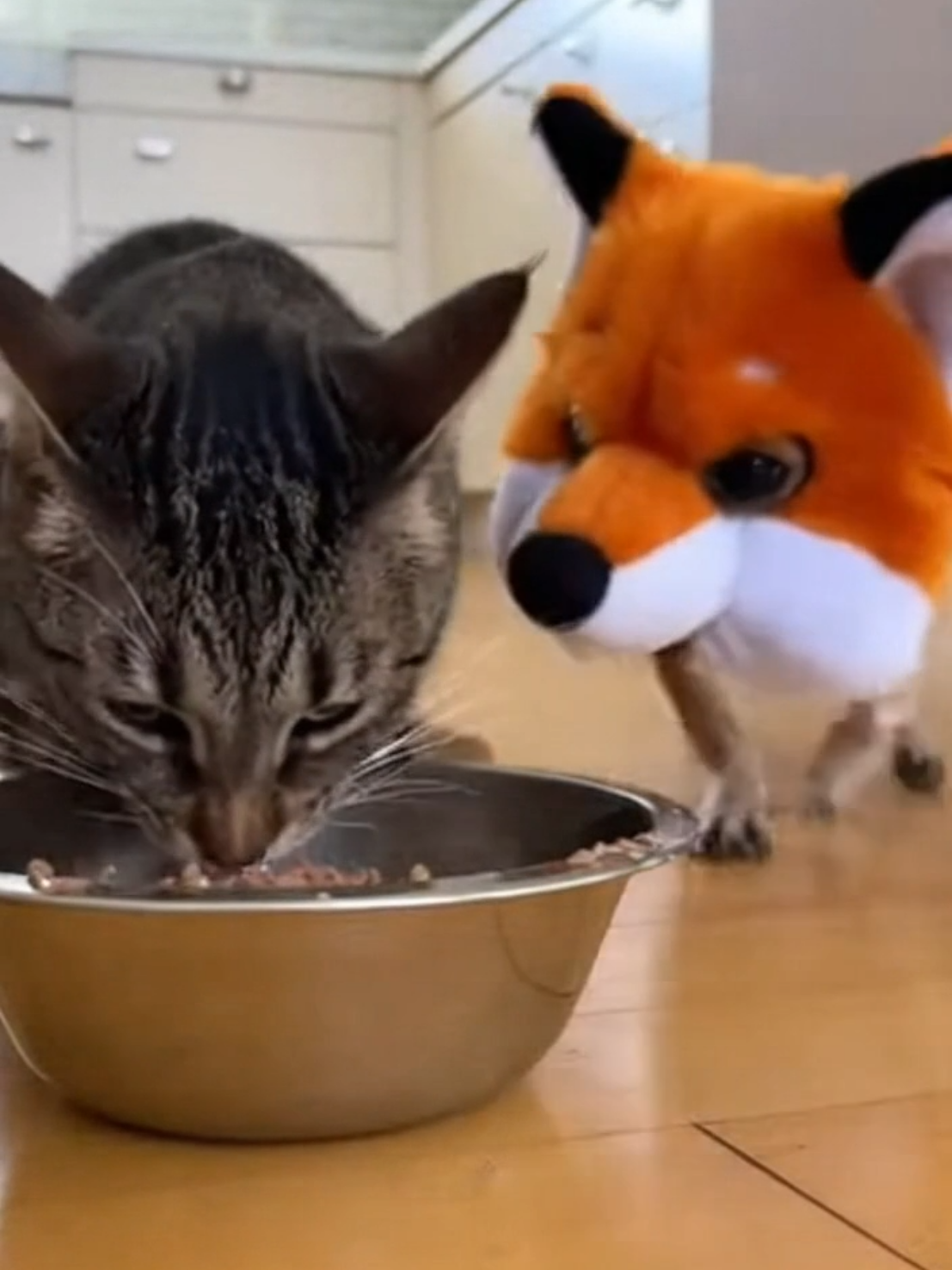 @Purrfect Moments