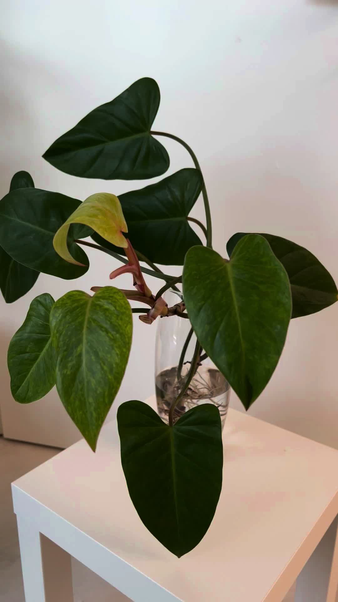 @Plant House & Garden