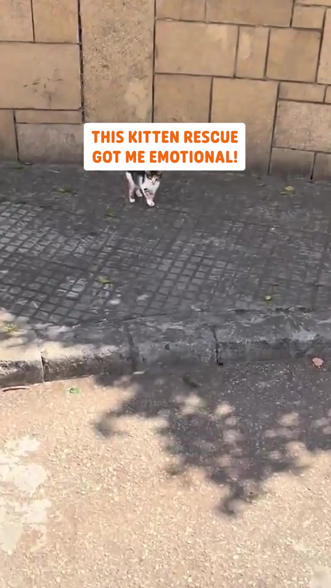 @Pawsome Pets
