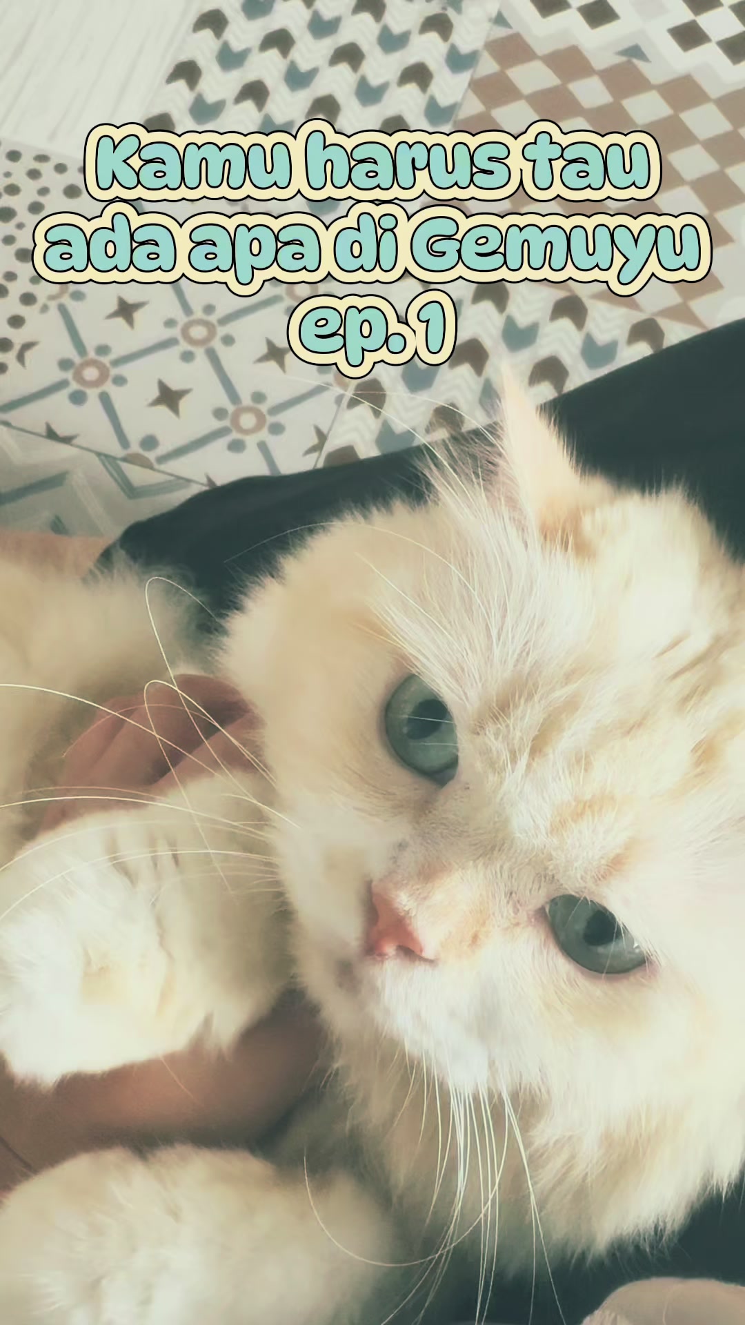 @Cafe Kucing Gemuyu