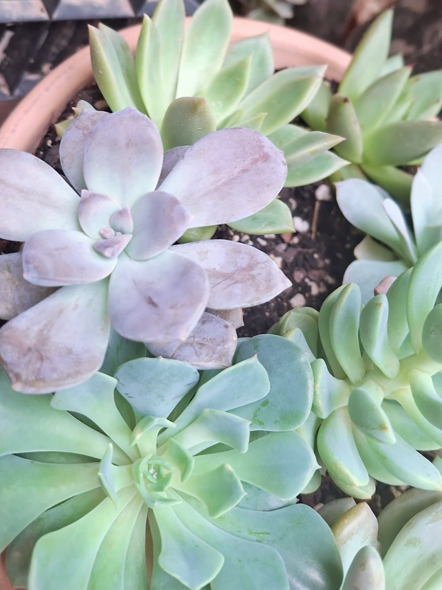 @Succulent_ninja