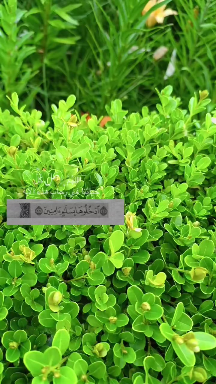 @☆𝑵𝒆𝒔𝒓𝒊𝒏𝒆☆