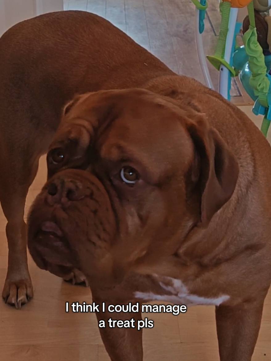 @Diva Dogue Nala