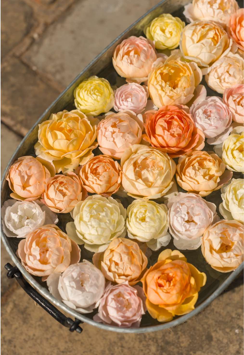 @David Austin Roses