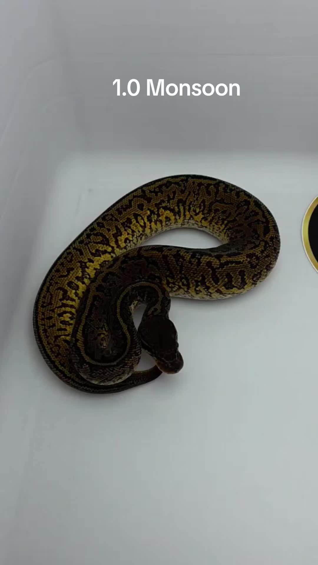 @Proxima Reptilis