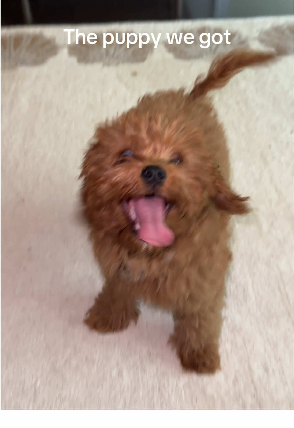@Leo the Cavapoo