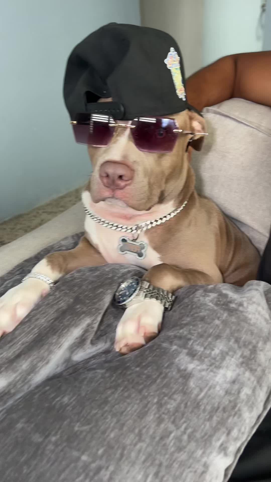 @Thor El Pitbull