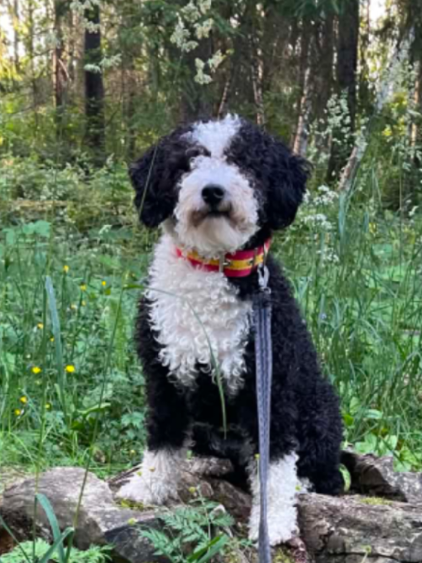 @🐾✨️mhdogs✨️🐾🇸🇪