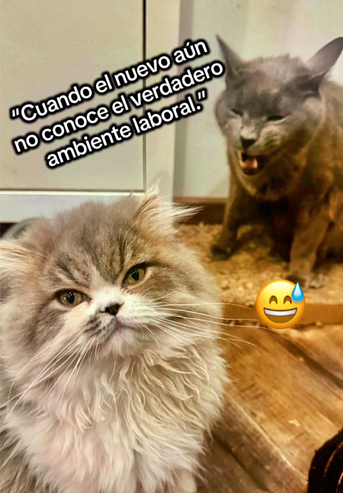 @javiatannn