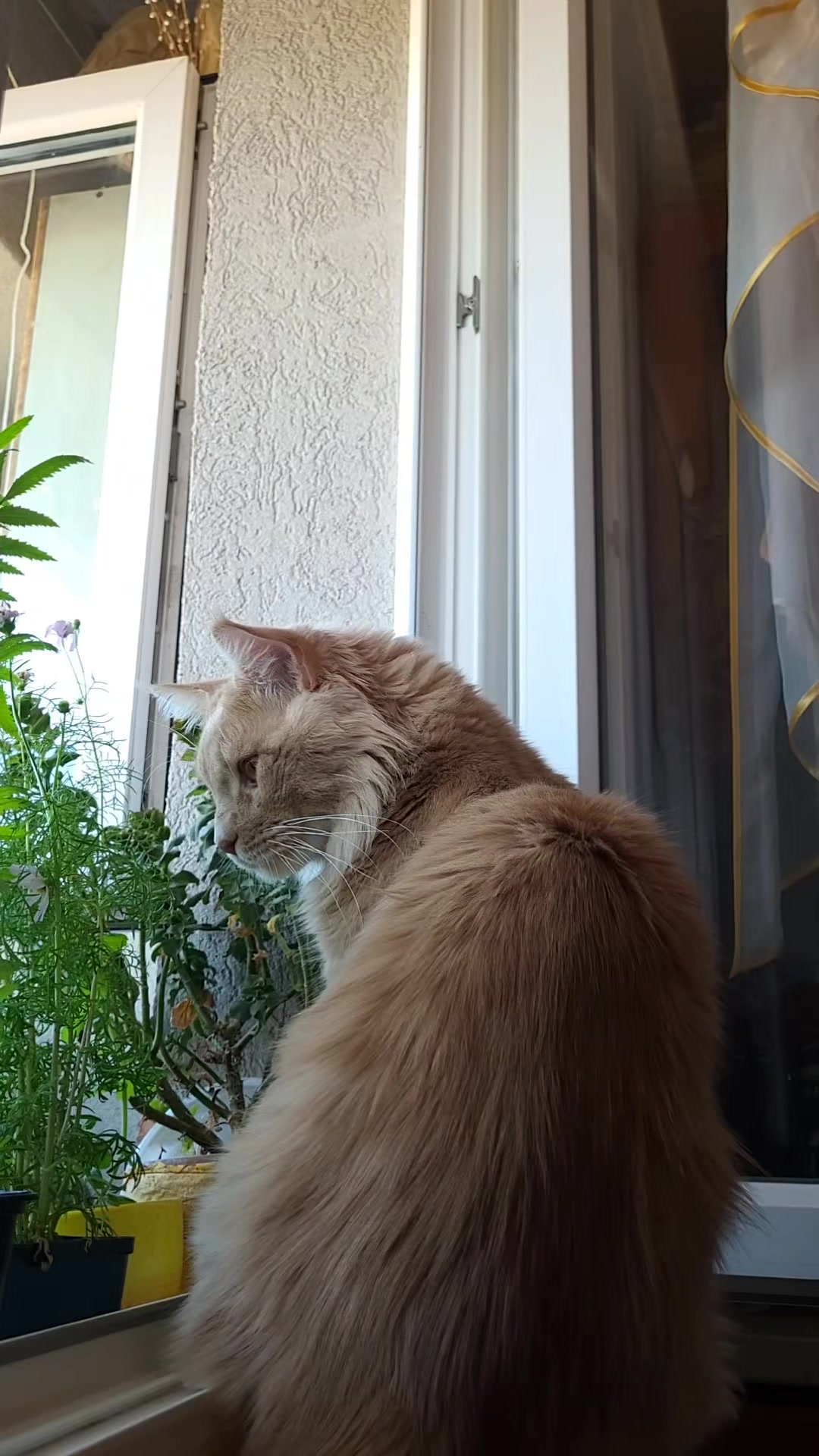 @🦊Анна Лисьина 🌘