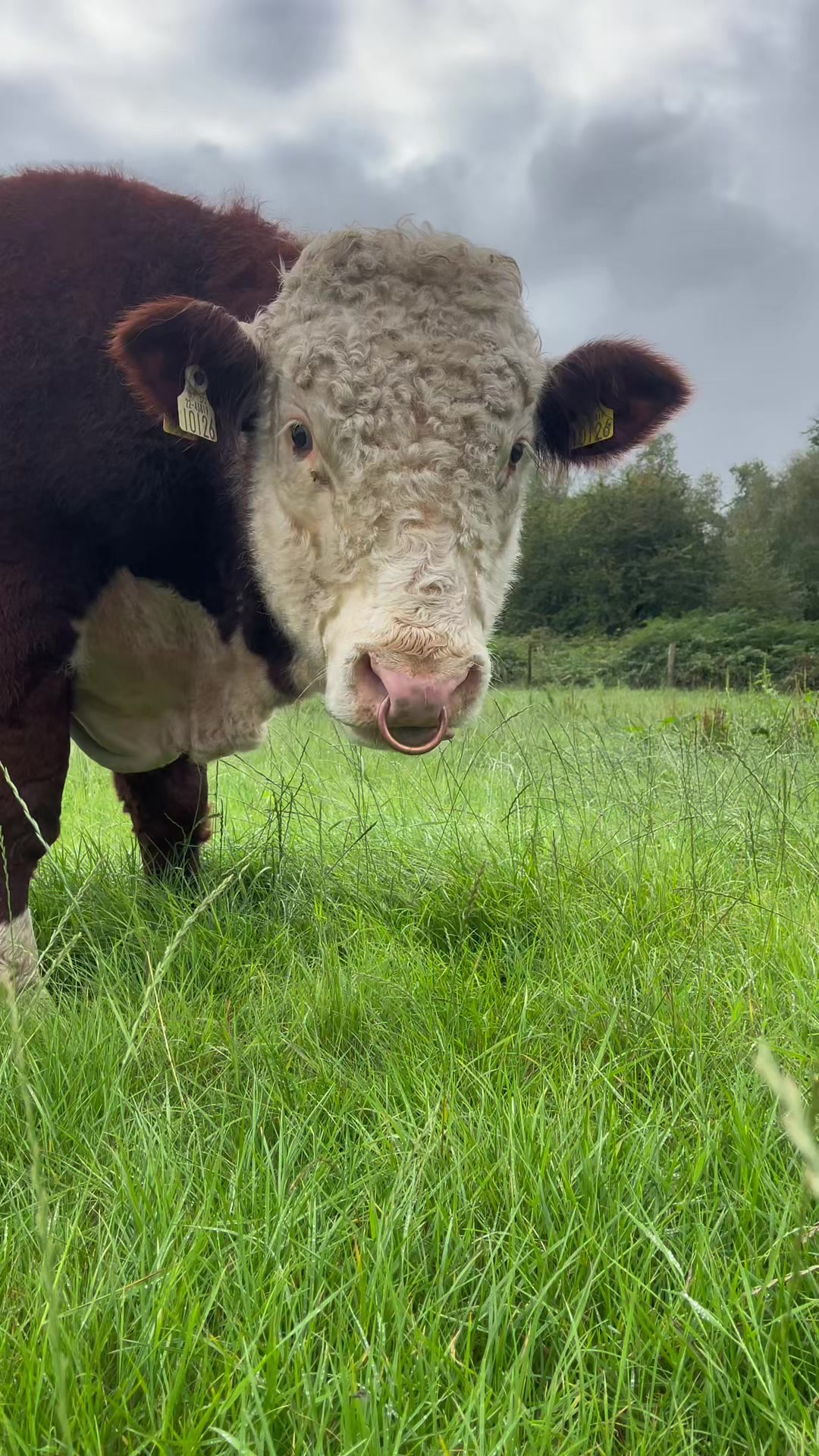@Cow King 🐮🤴