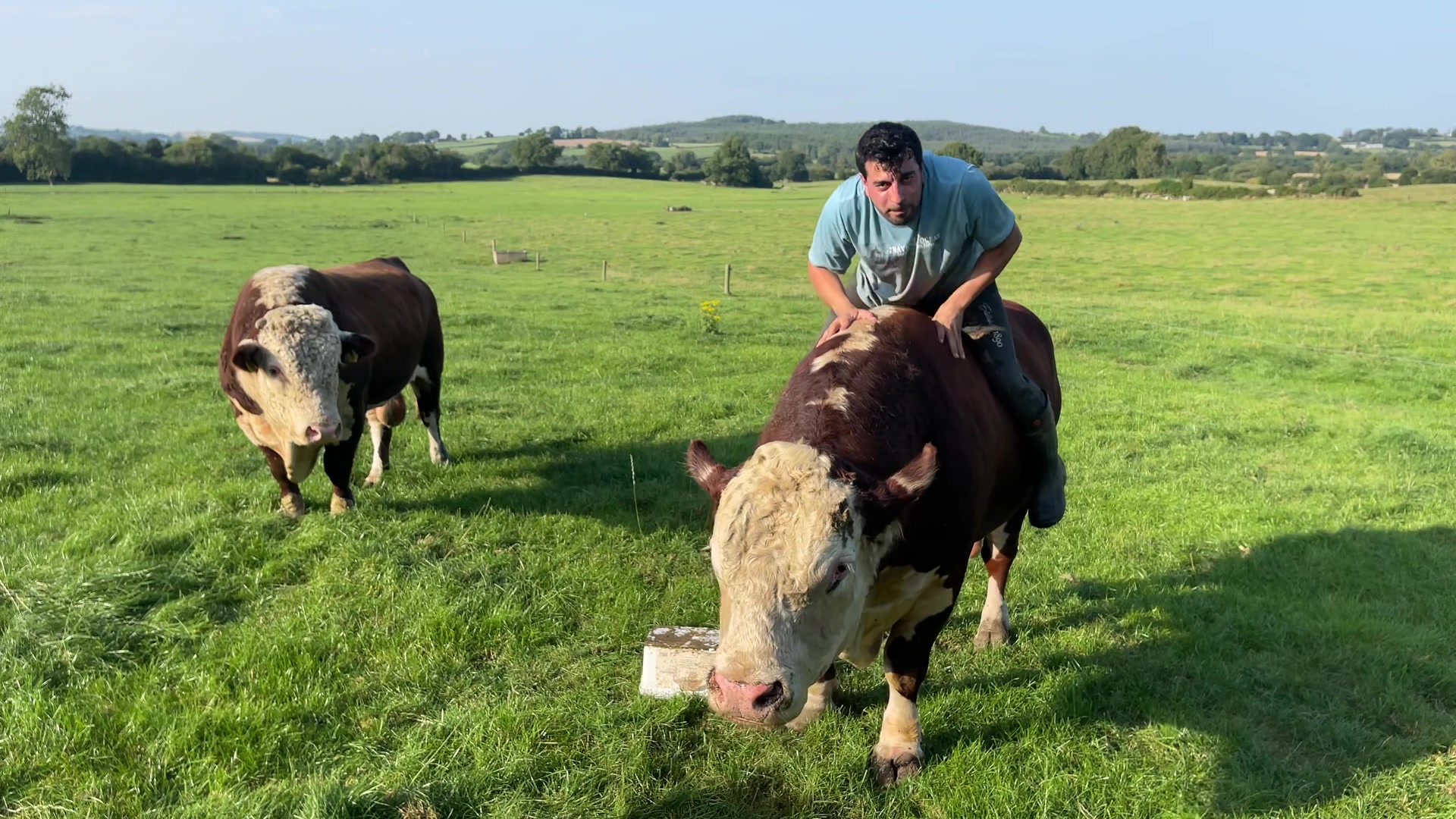 @Cow King 🐮🤴