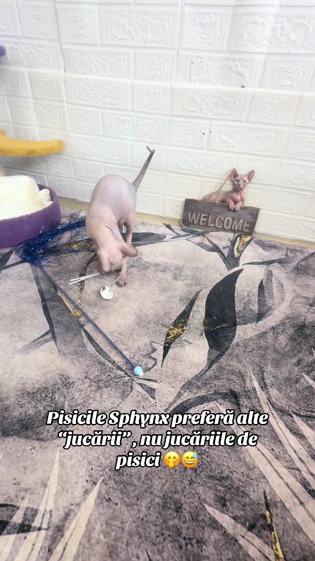 @Diana Ciortan Sphynx Romania
