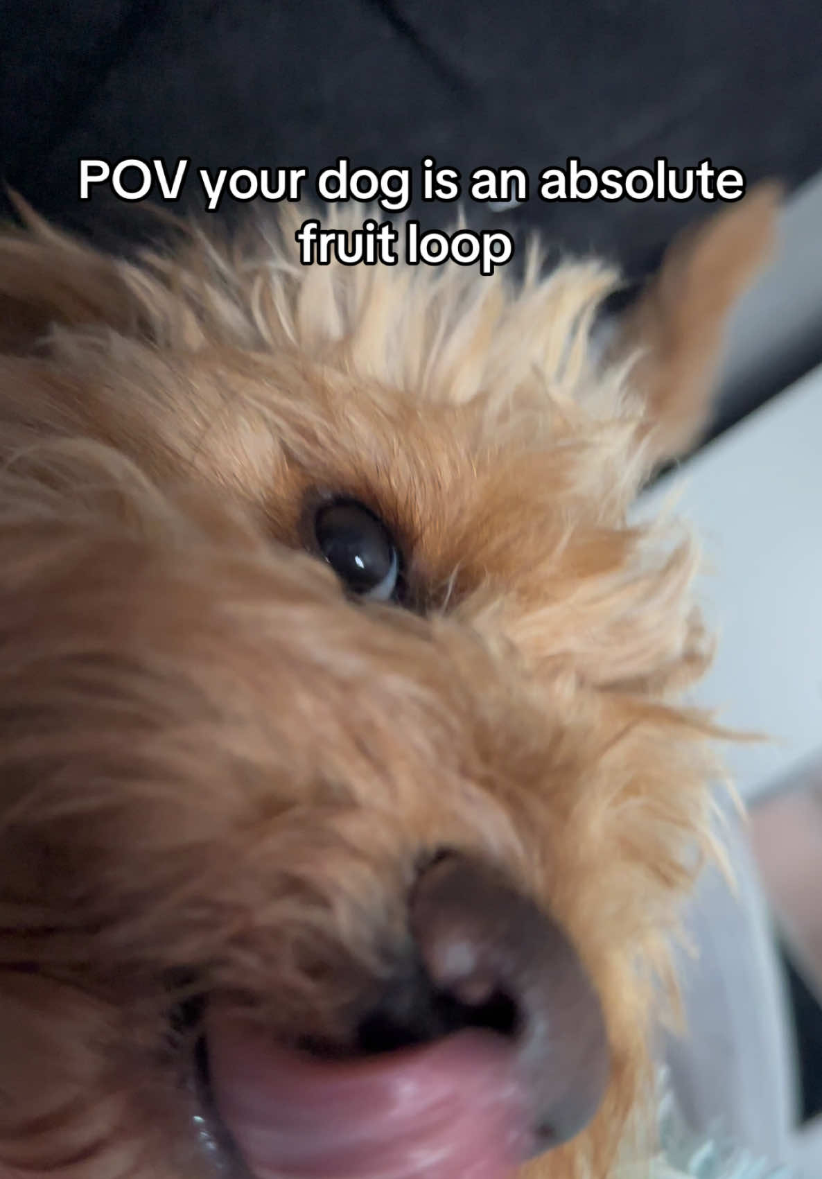 @Max the cavapoo 🐾