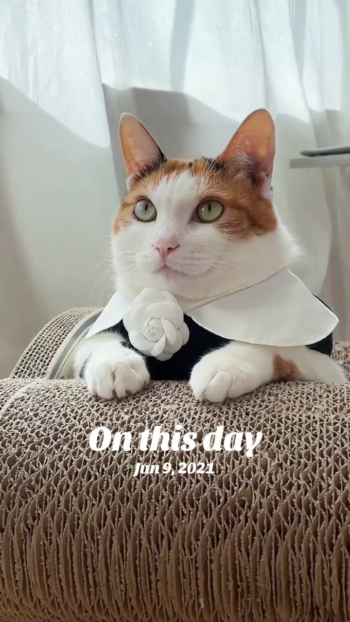 @Miyopet