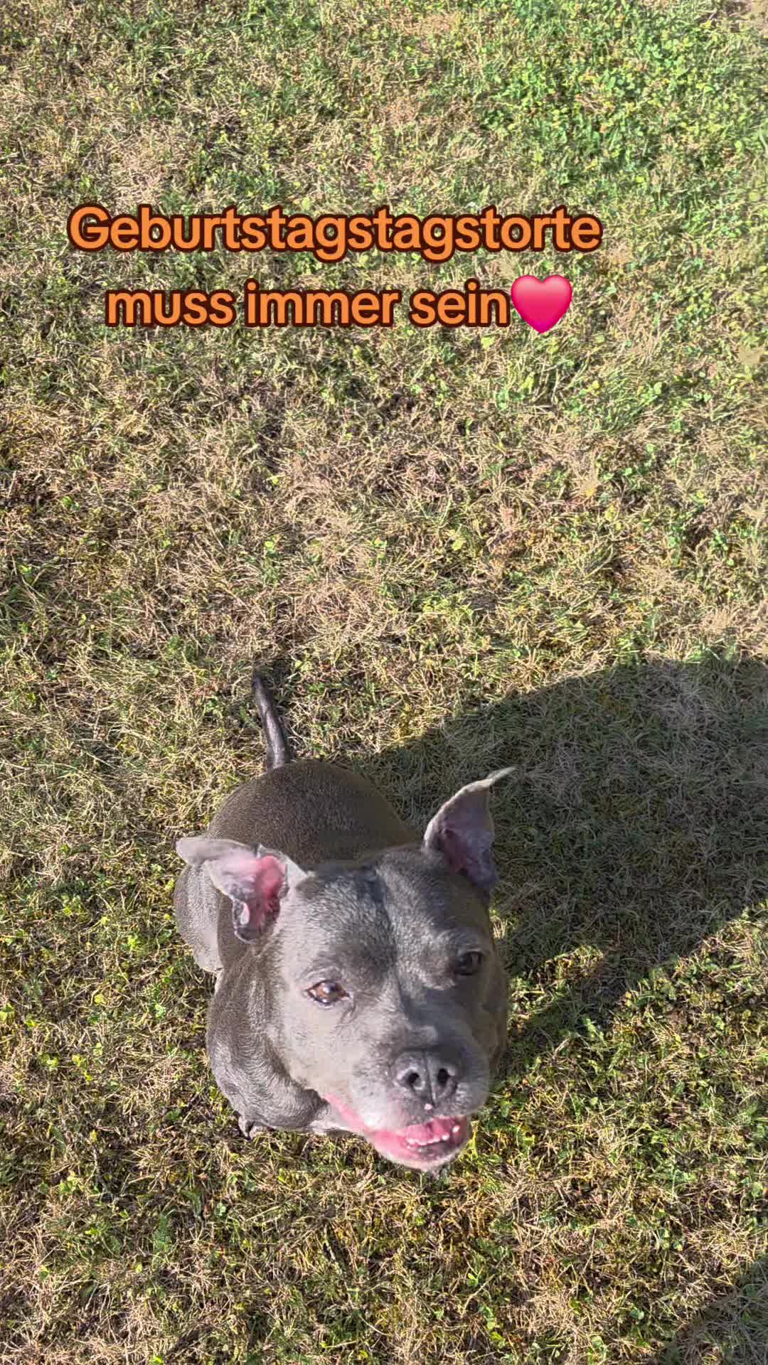 @Zara Alukanija Kiyomi 🐕🐾