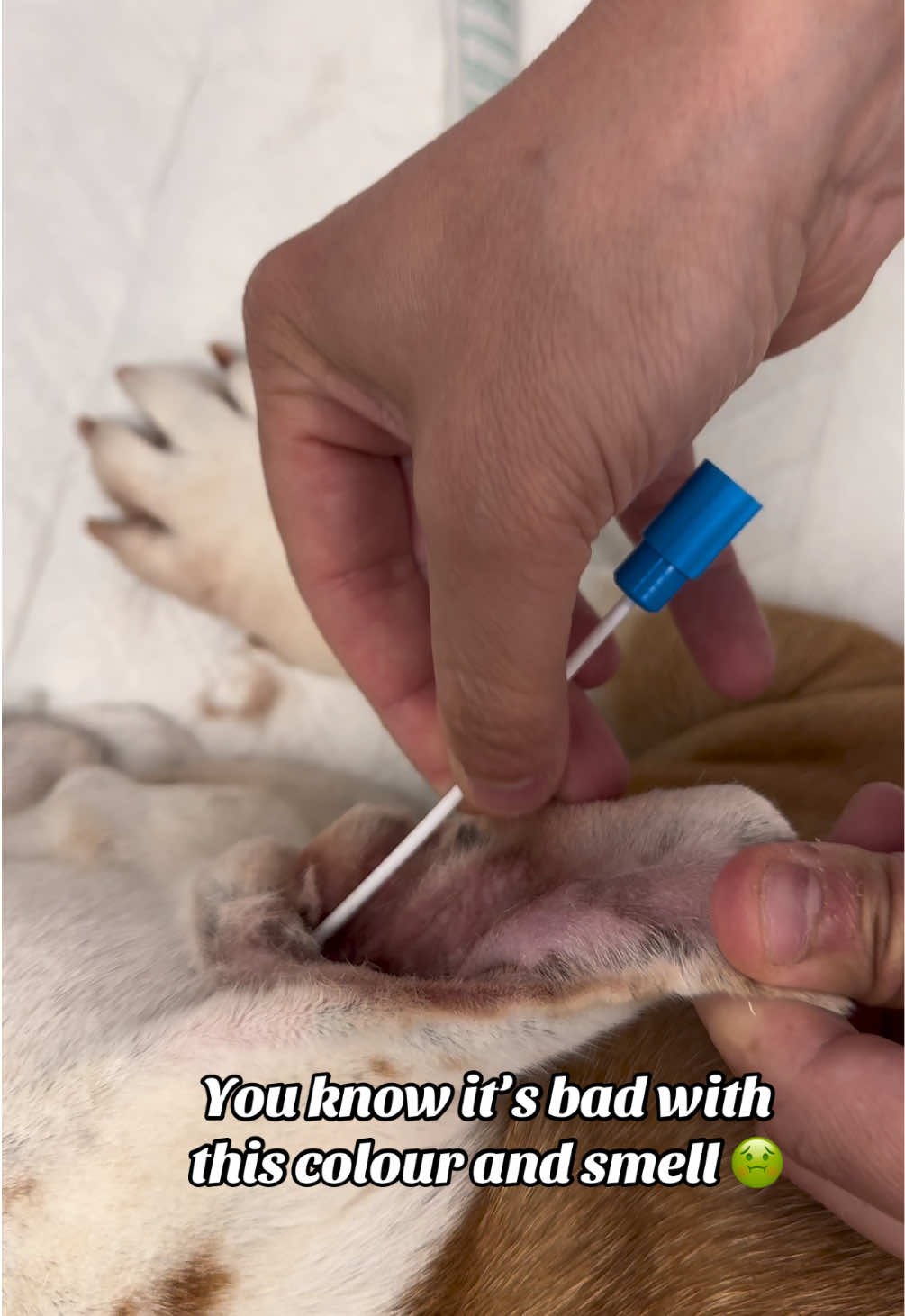 @Tomasthevet