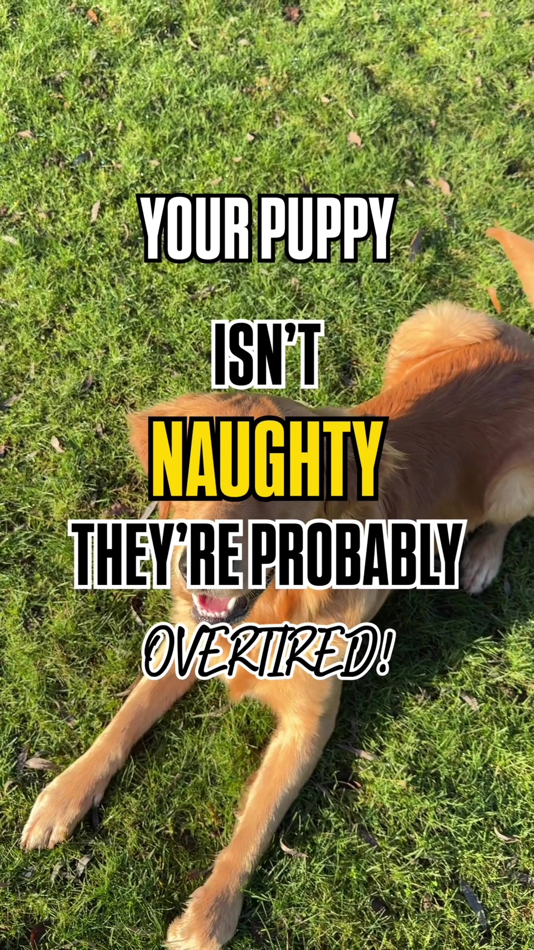 @Sara Professional Dog Trainer
