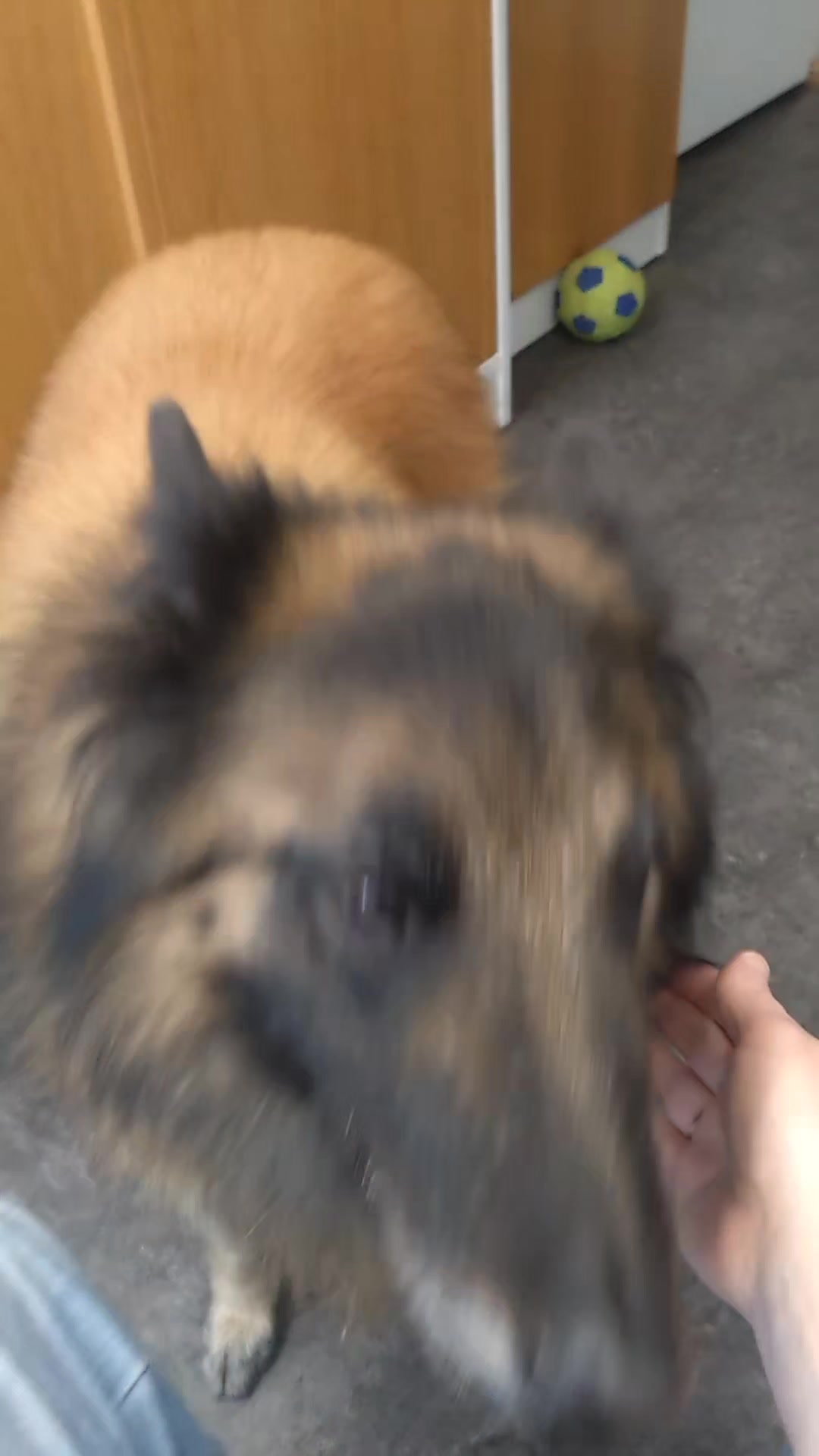 @Fenix-Tervueren AssistanceDog