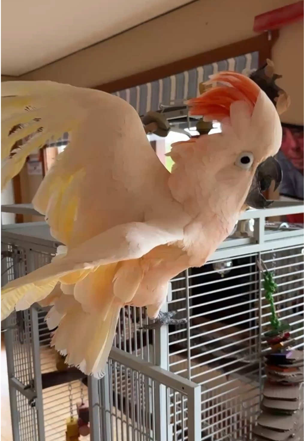 @Barney the West Coast Cockatoo