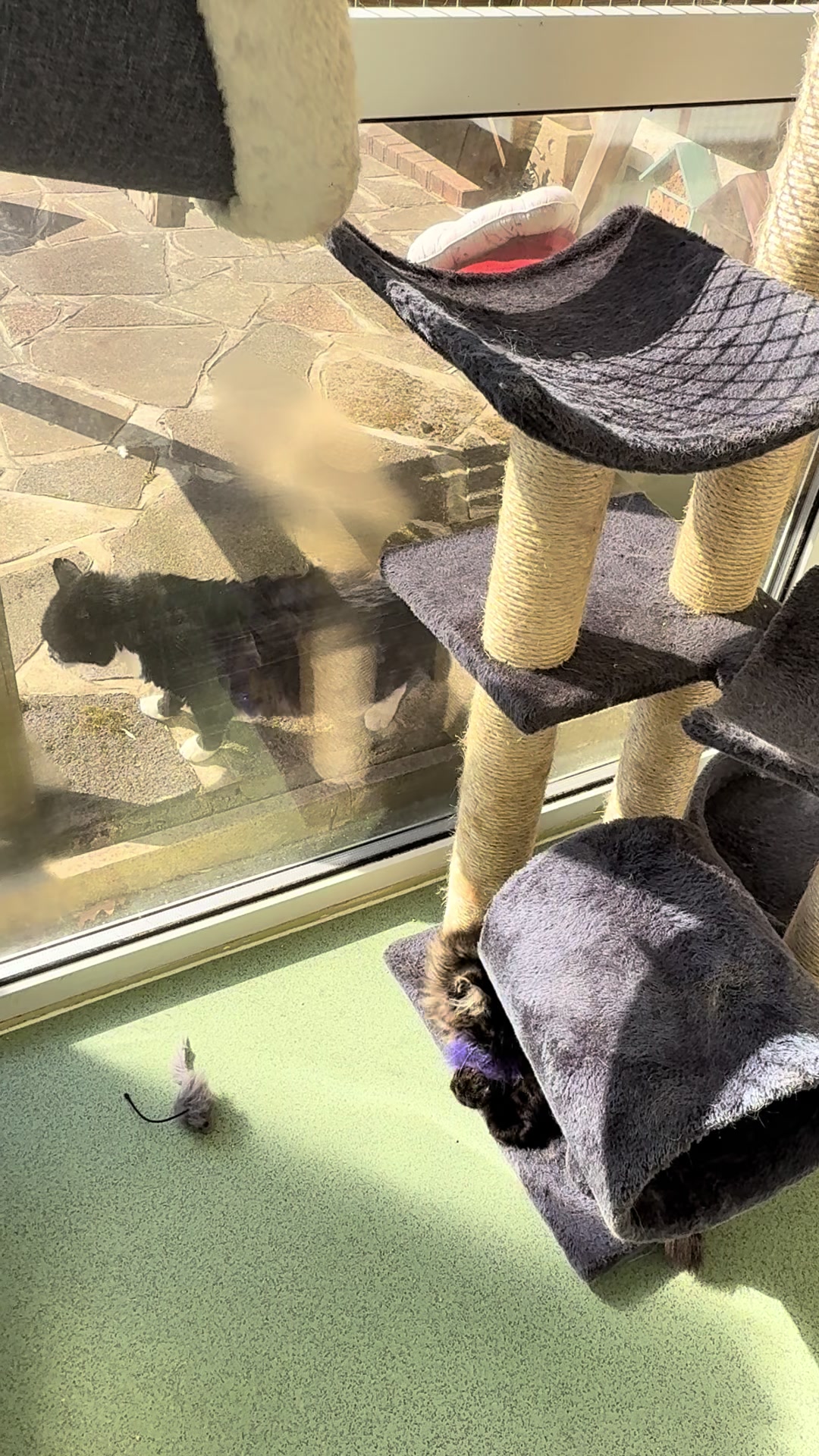 @Herongate Village Cattery