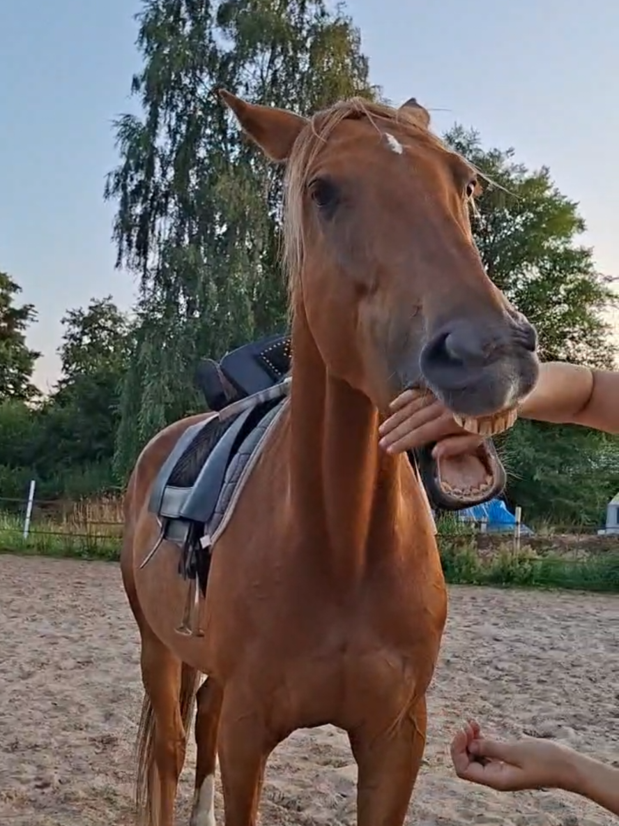 @Dino and horses