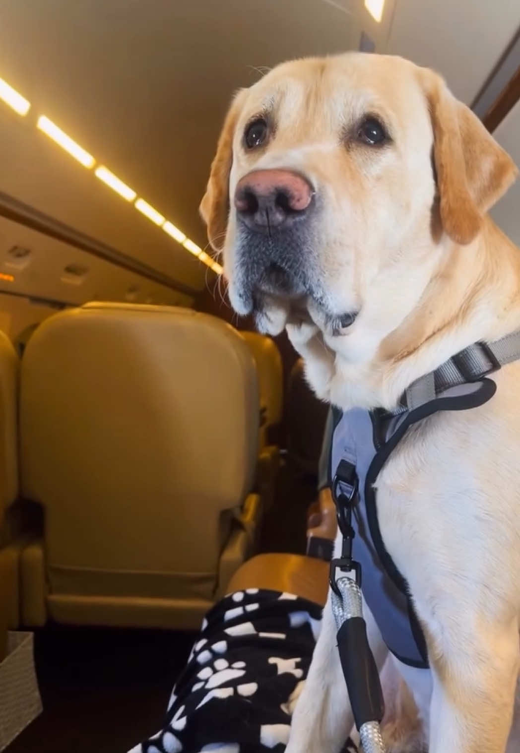 @K9 JETS