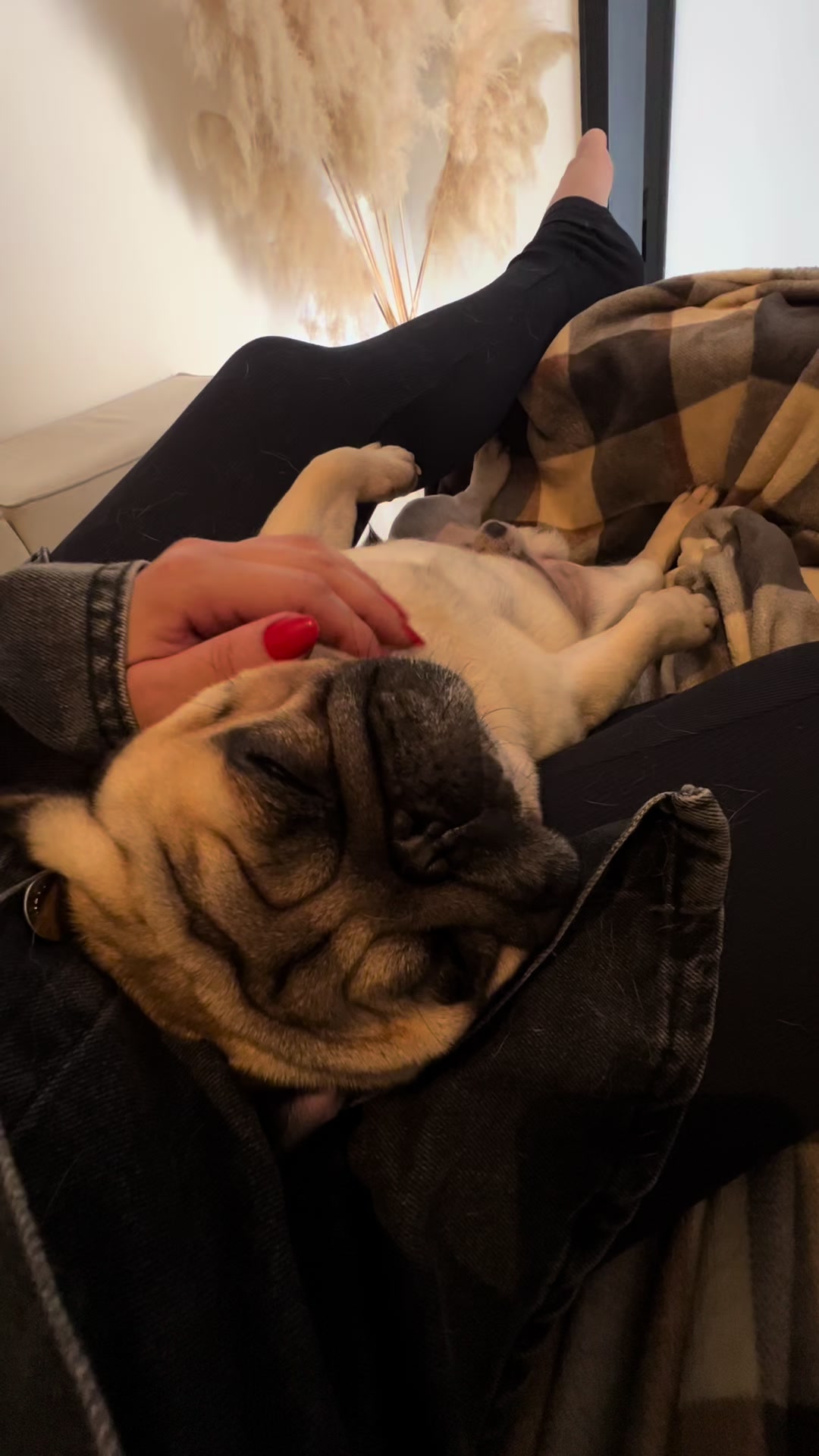 @pugSofyHarry
