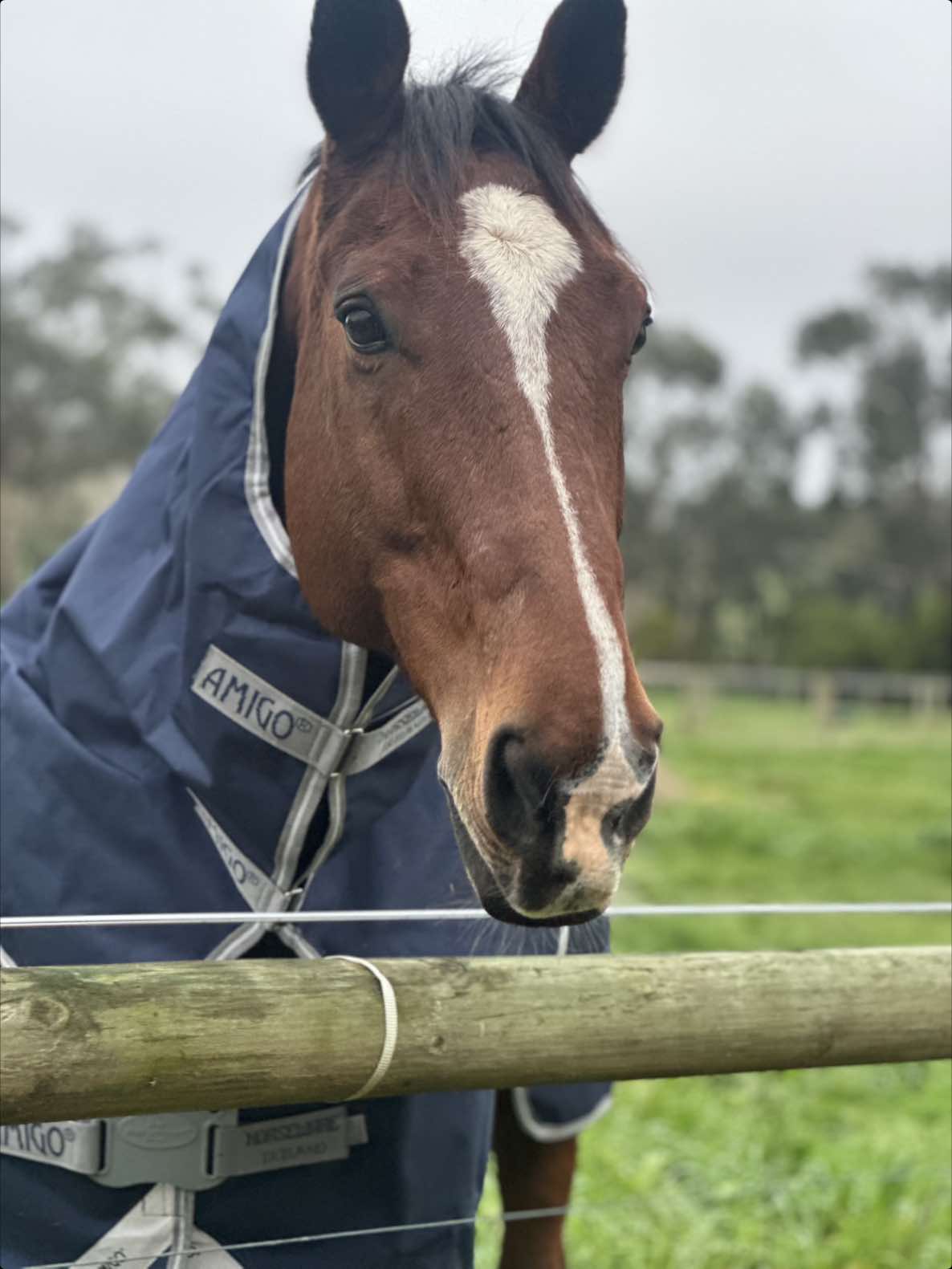 @Imi_.equestrian