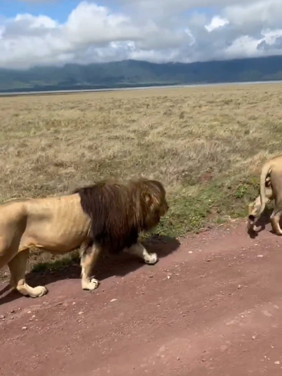 @Lion Sightings