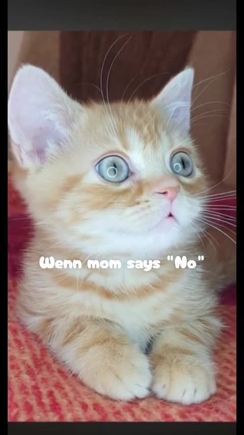 @Frau_Lavinna