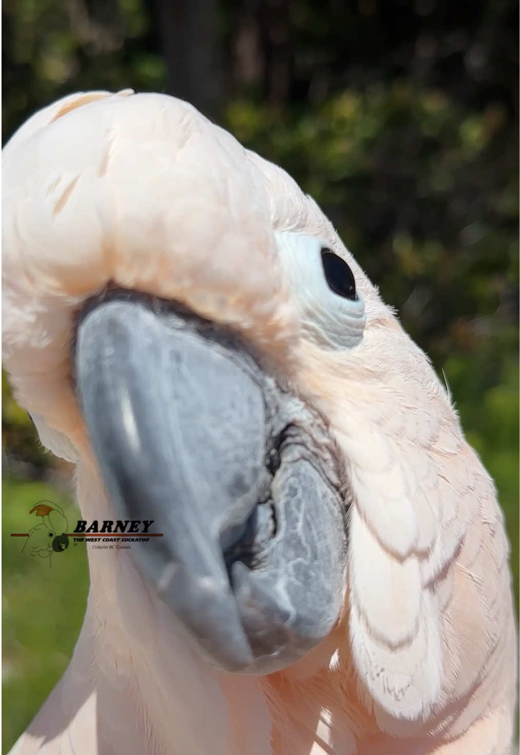@Barney the West Coast Cockatoo