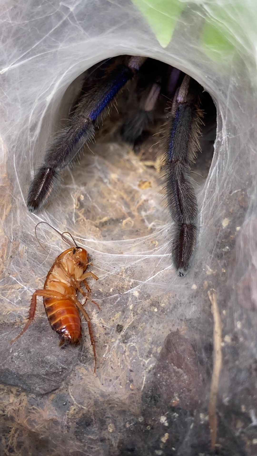 @🕷️𝓛𝓪𝓭𝔂𝓢𝓬𝓪𝓻𝓮🕷️
