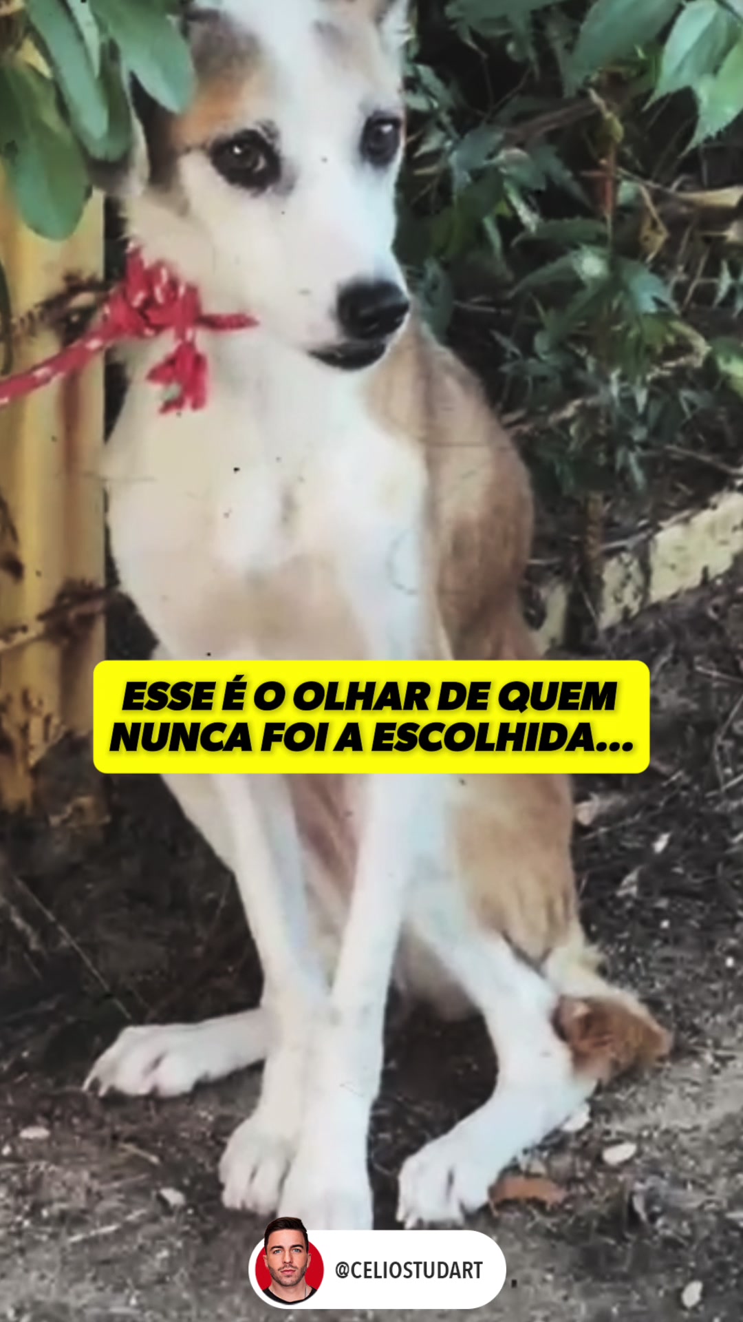 @celiostudart