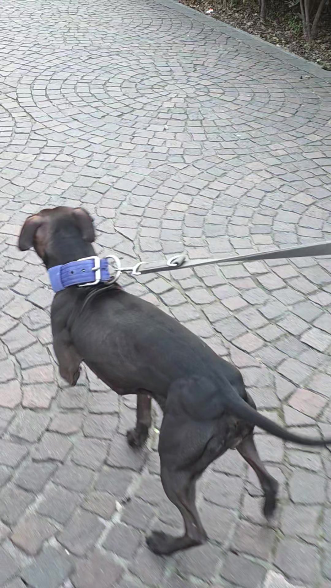 @Raoul's apbt