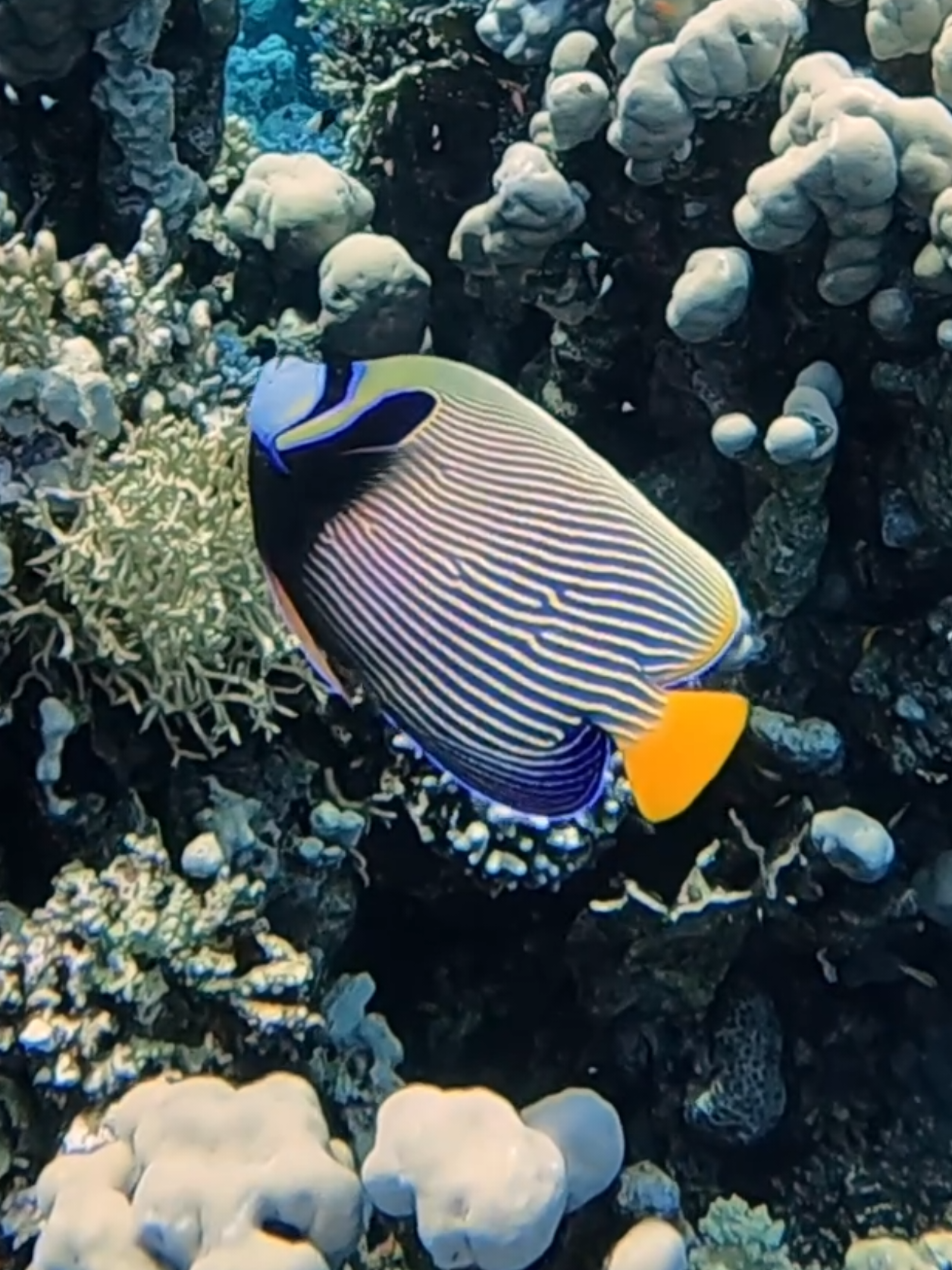 @Our Underwater Universe