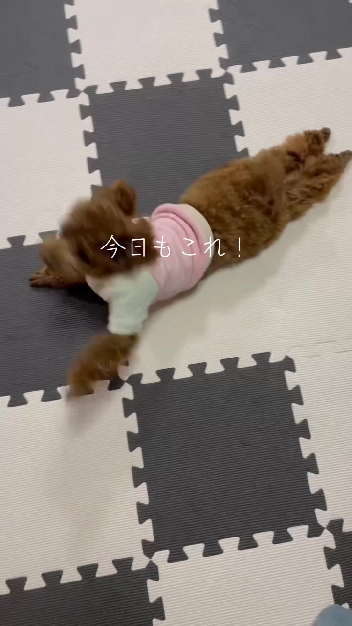 @メダカ屋の見習い🔰