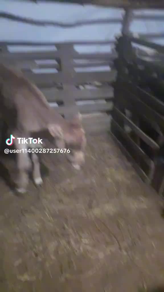 @zvezdata