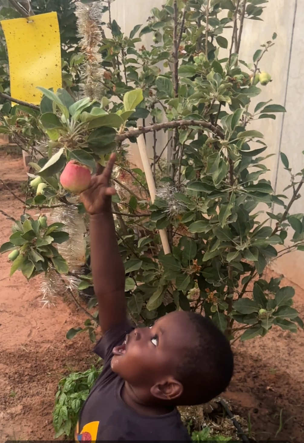 @Janda Farms 🇬🇲