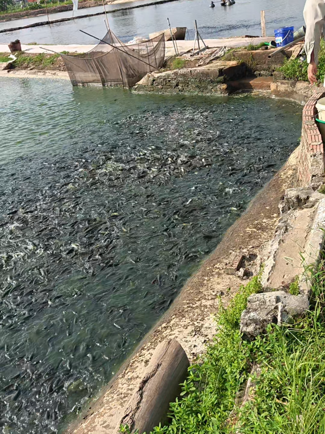 @Cá Chuối Hoa