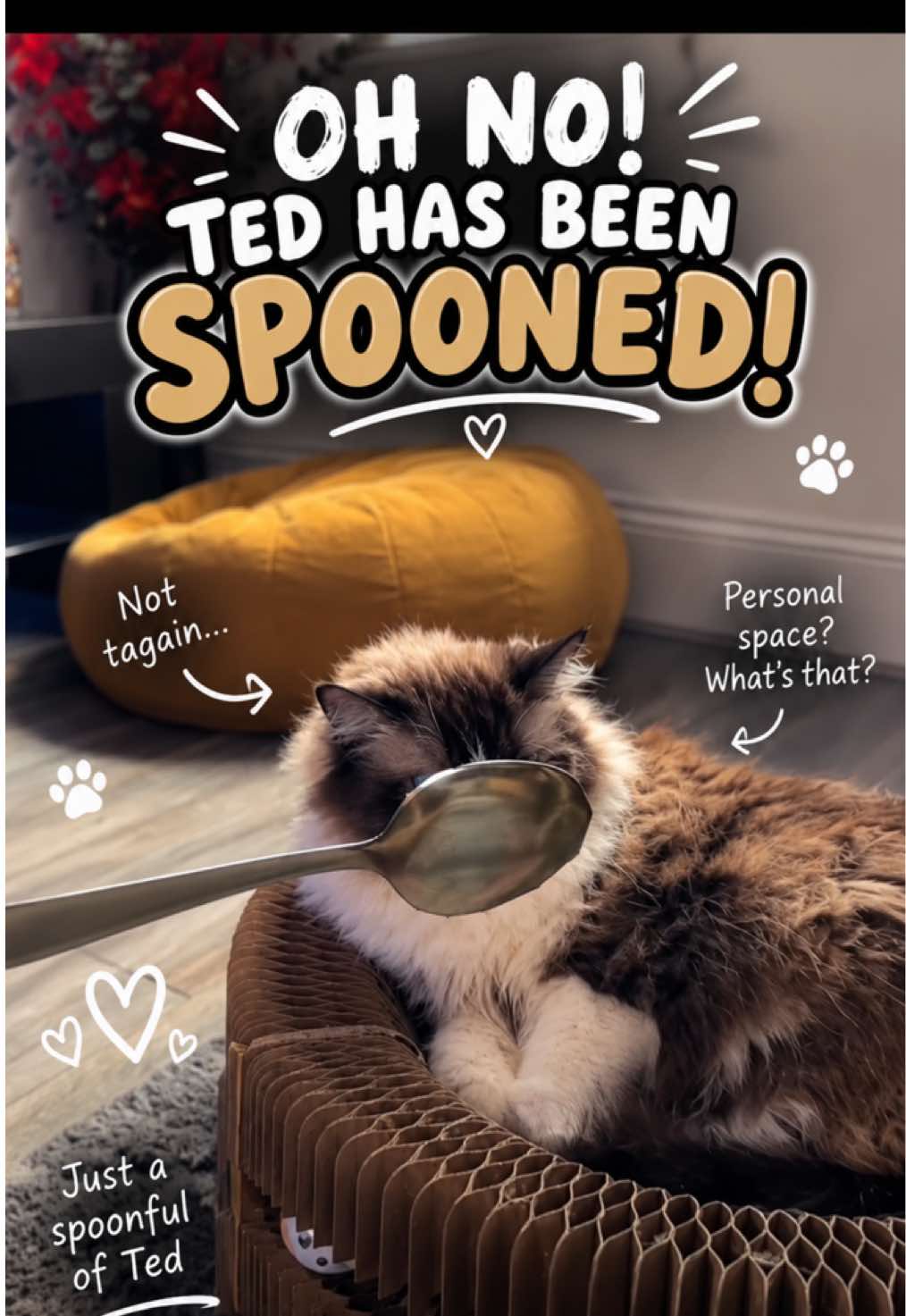 @Ted the ragdoll cat 🐾