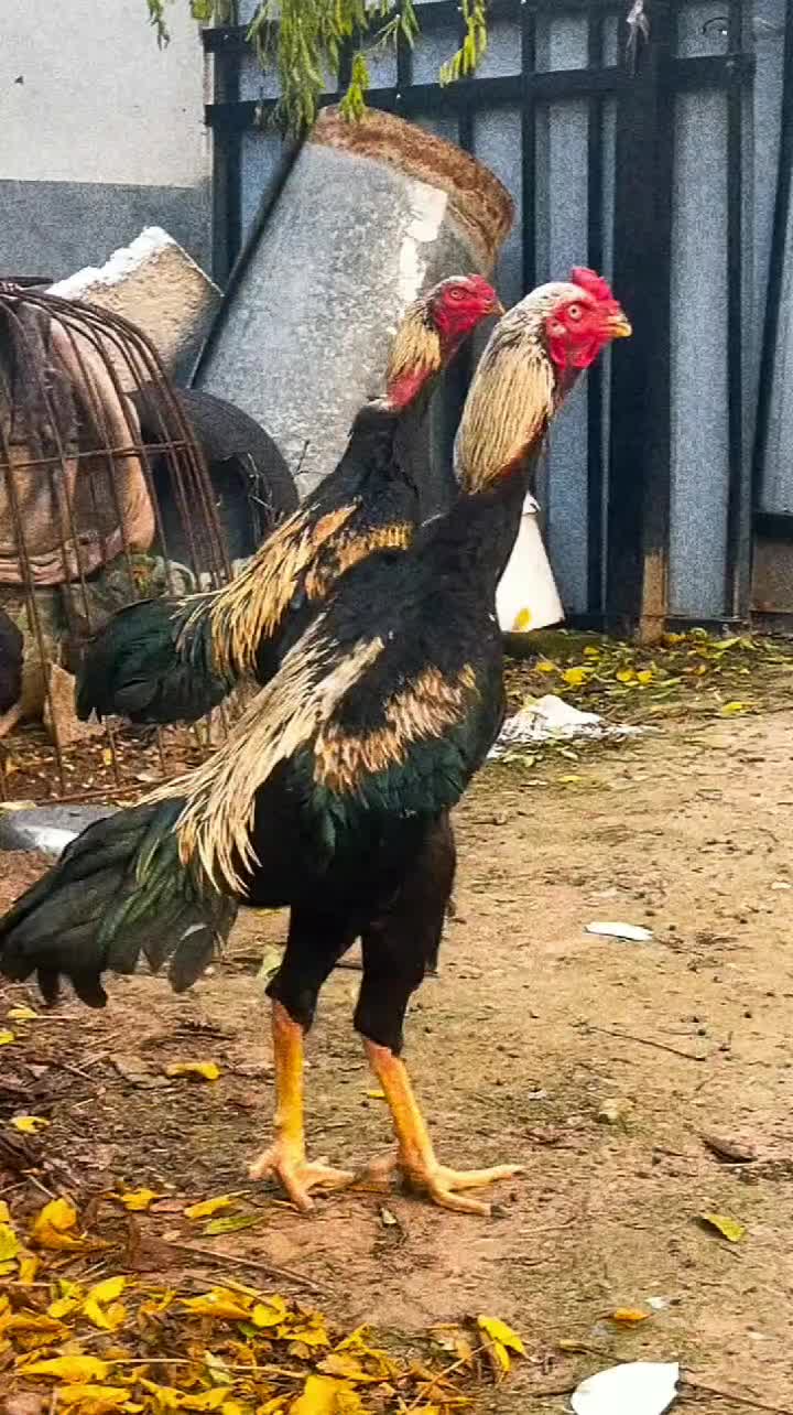 @animal family 0302