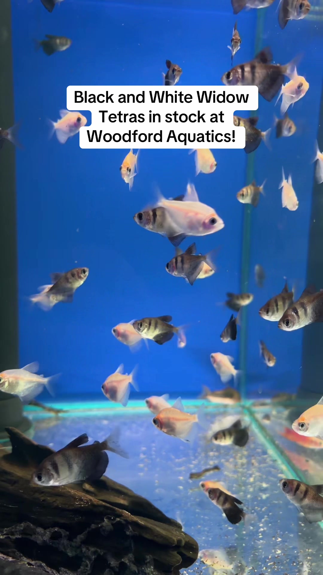 @Woodford Aquatics
