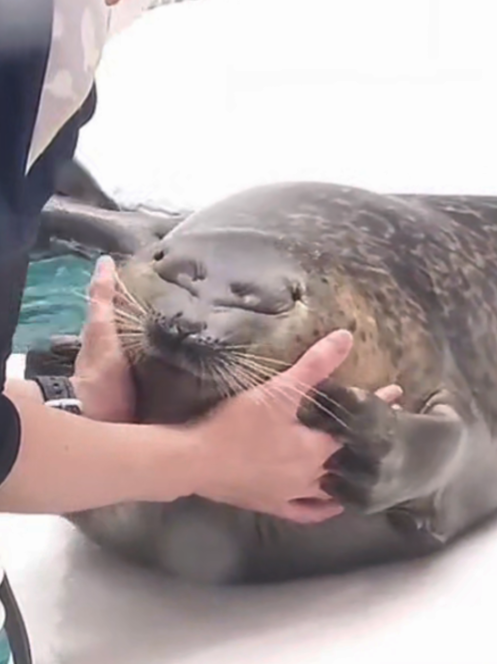 @🩷🎀 seal 🦭🩷